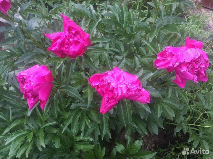 Садовые цветы и растения