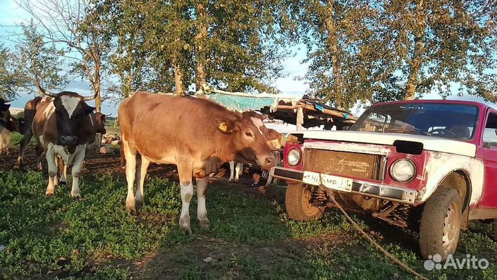 Телки стельные