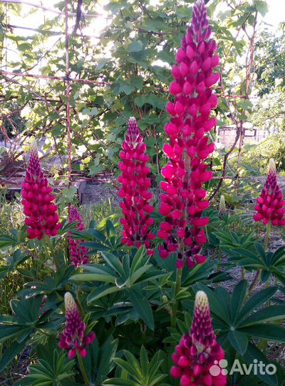 Рассада цветов