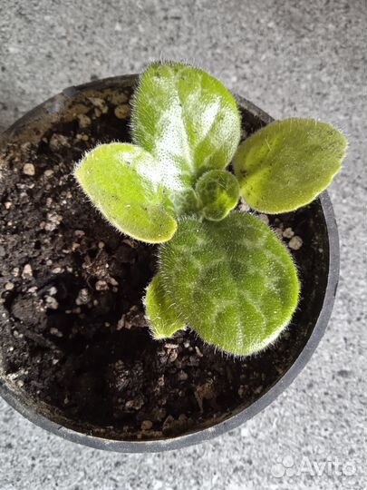 Стрептокарпус 