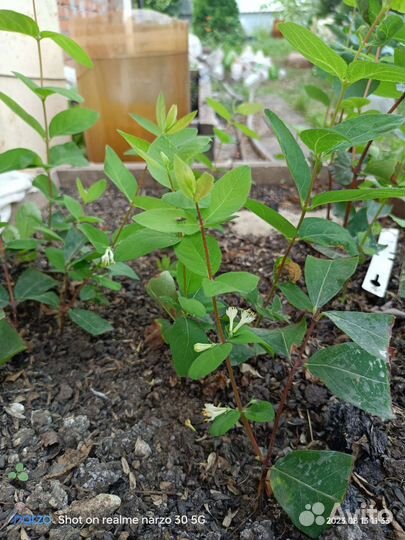 Саженцы жимолости