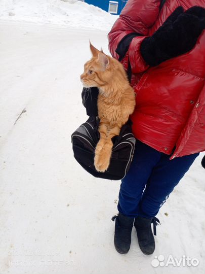 Котята мейн-кун рыжие