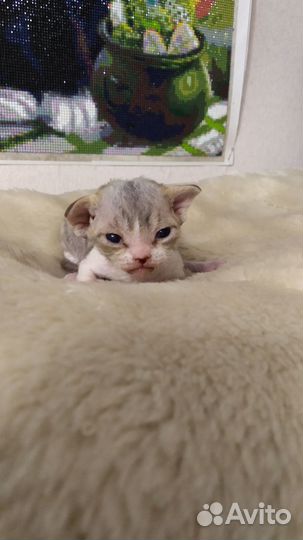 Котята девон-рекс