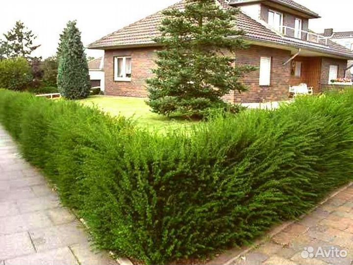 Можжевельник казацкий