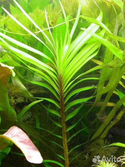 Аквариумные растения