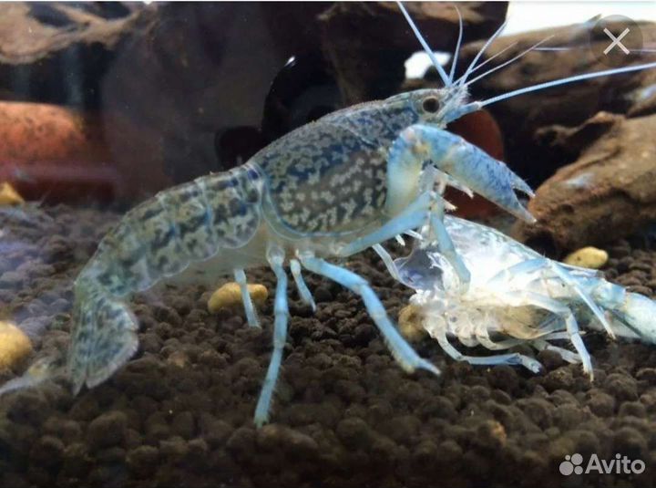 Мраморный рак