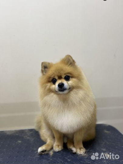 Груминг,стрижка собак