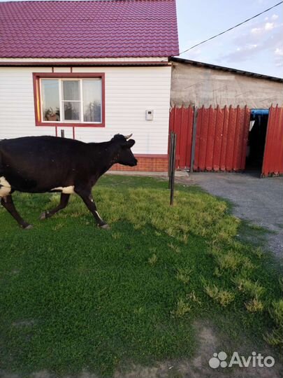 Корова дойная