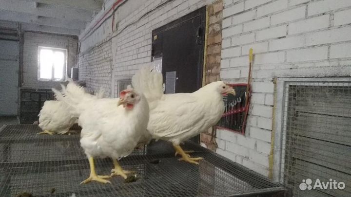 Куры молодки несушки