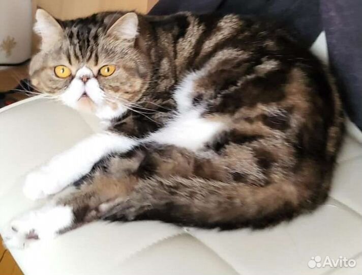 Жених на вязку