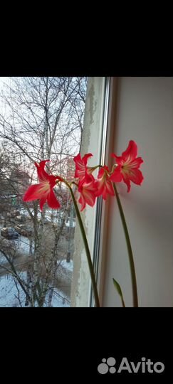 Гиппиаструм