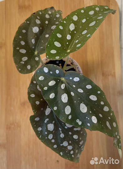 Бегония макулата