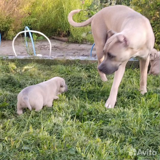Щенки питбуля