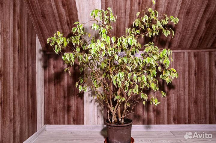 Фикус бенджамина