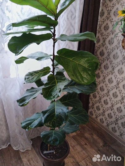 Фикус лирата большой