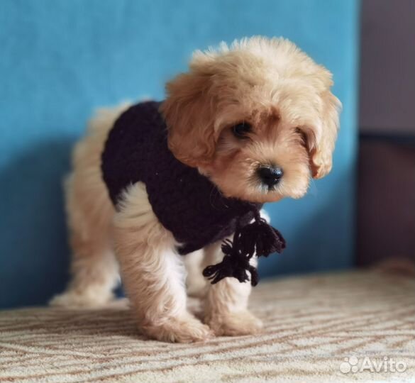 Красавцы кавапу (cavapoo, cockapoo)