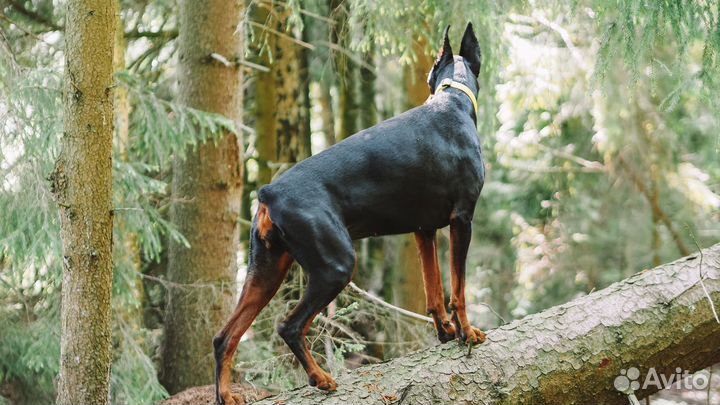 Доберман для фотосессии