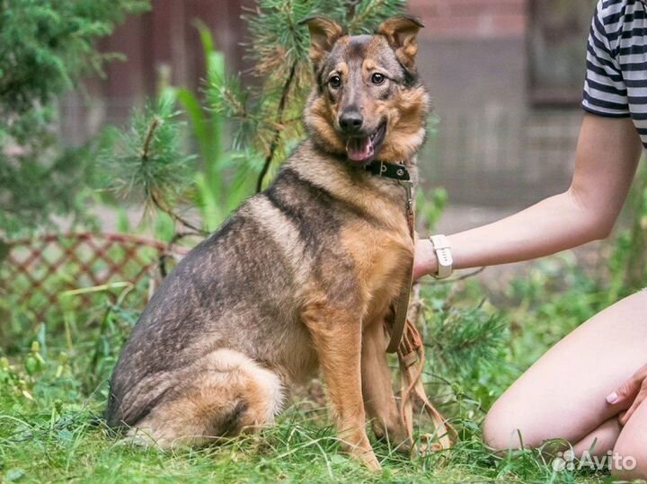Улыбчивая собачка ищет семью