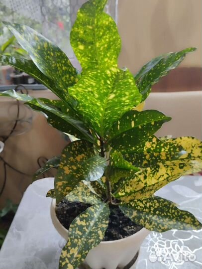 Антуриум пеларгония касандра