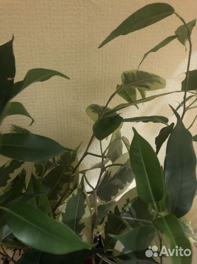 Фикус бенджамина