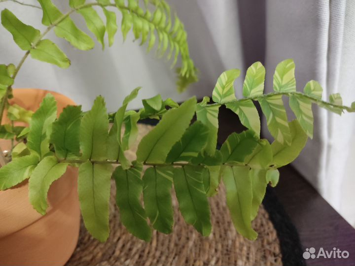 Папоротник нефролепис Tiger