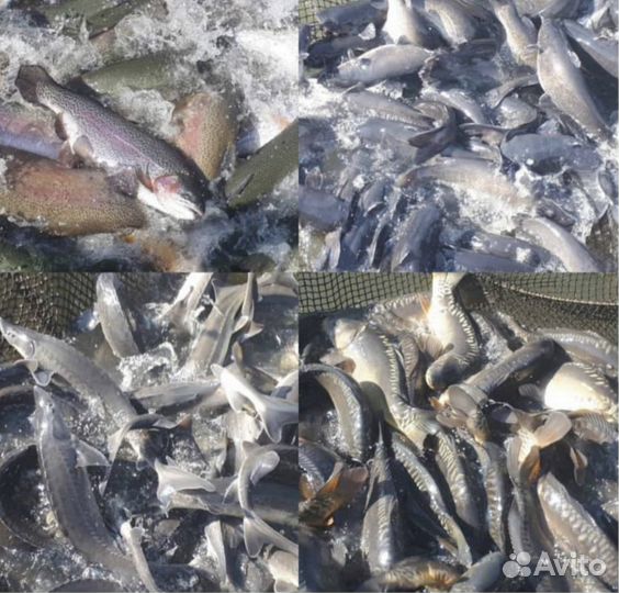 Товарная живая рыба