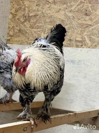 Петух легбар, билефельдер