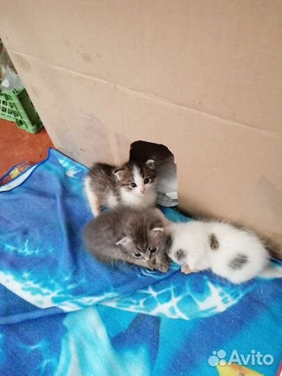 Кошка в дар бесплатно
