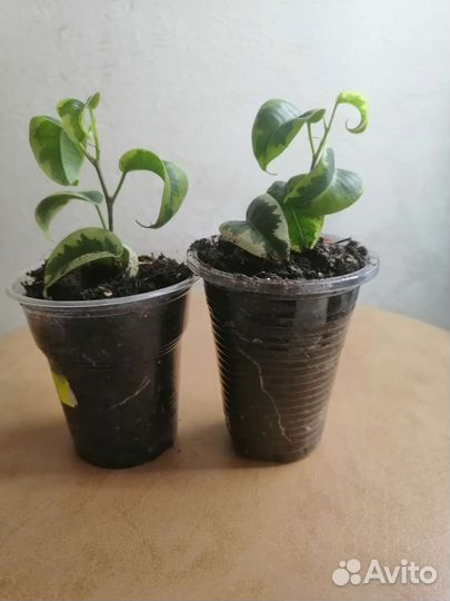 Фикус Ирэн, Барок, Эластик робуста