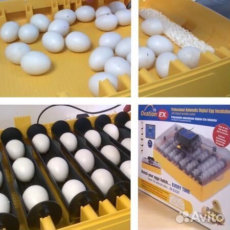Инкубатор Brinsea Ovation EX 56