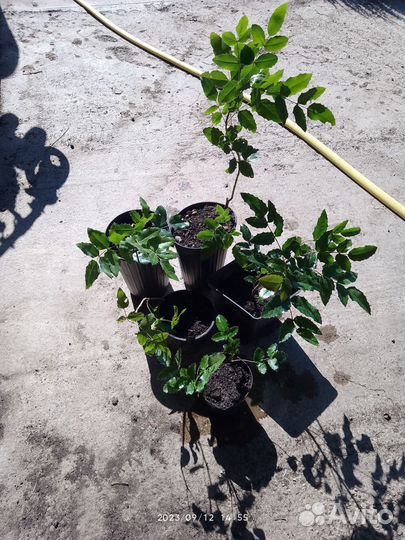 Магония падуболистная саженцы