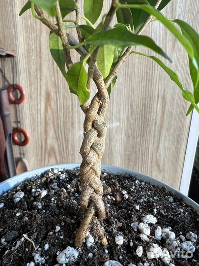 Фикус бенджамина плетеный