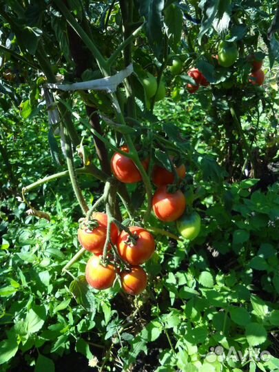 Помидоры