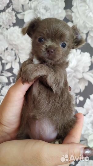 Лиловая мини девочка