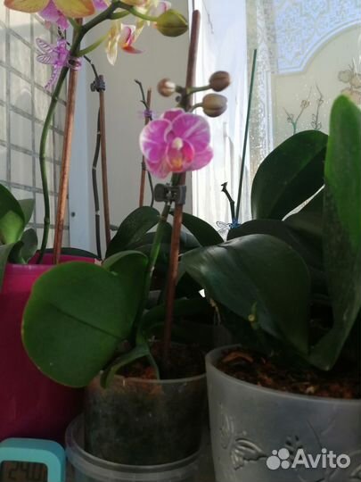 Орхидея фаленопсис