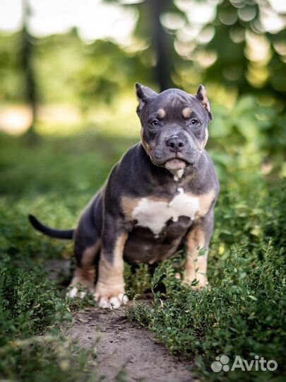 Американский булли покет