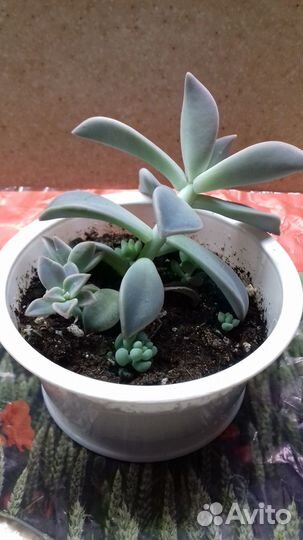 Суккуленты