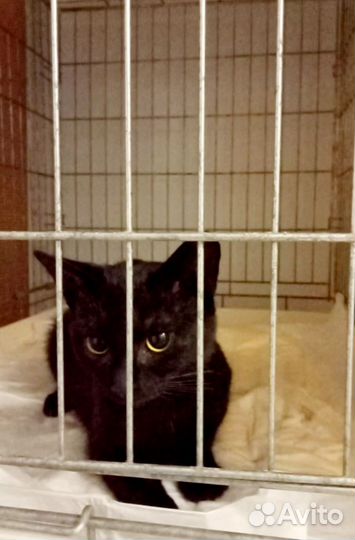 Чёрному коту Афоне негде жить