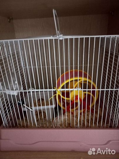 Хомяк с клеткой