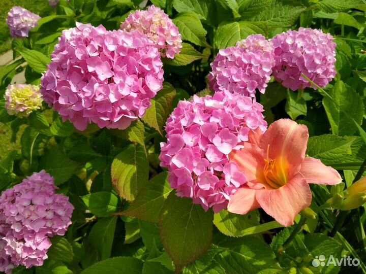 Гортензия широколистная