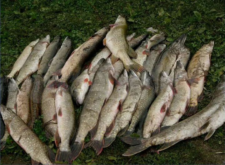 Участок 15 сот. (СНТ, ДНП)