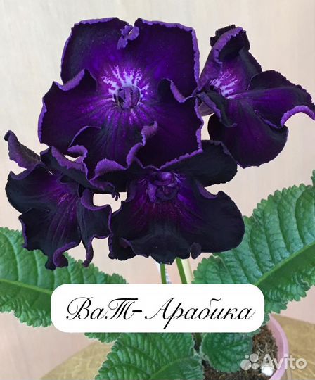 Стрептокарпус детки 8 сортов