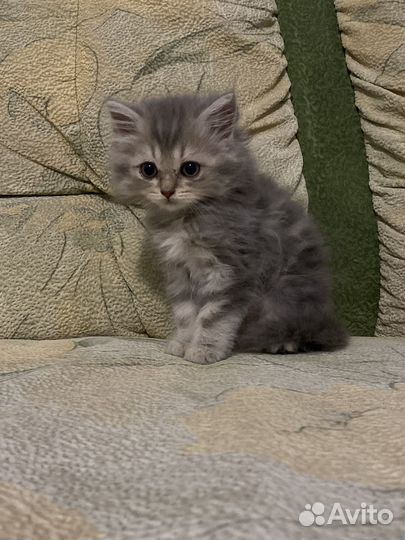 Котята вислоухие