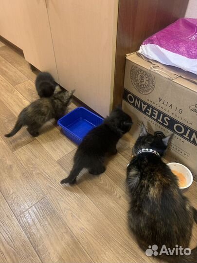 Черный и трехцветный котенок