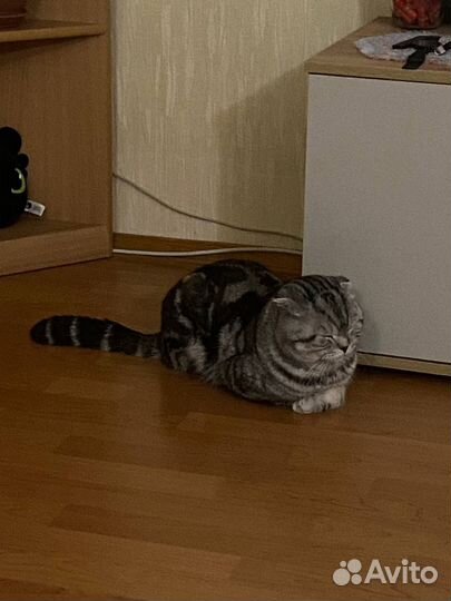 Британский вислоухий кот