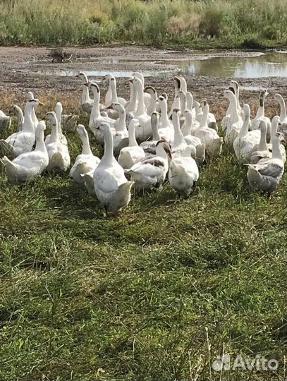 Продам гусей