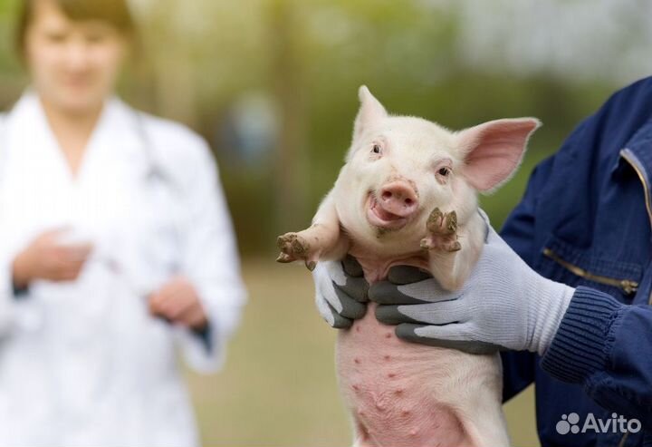 Вахтой работа. Уход за животными в Твери