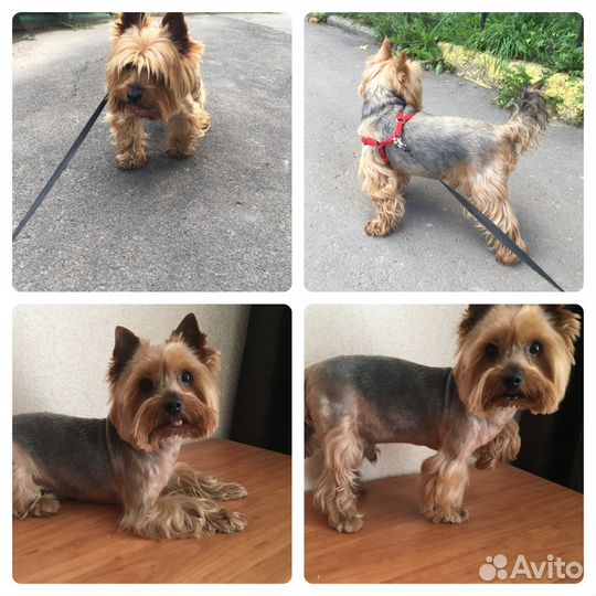 Стрижка кошек и собак