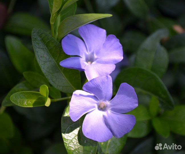 Колокольчик, барвинок, Птицемлечник