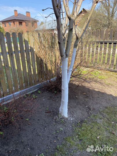 Каштан 5 метров